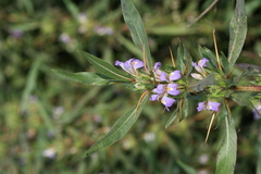 Hygrophila auriculata
